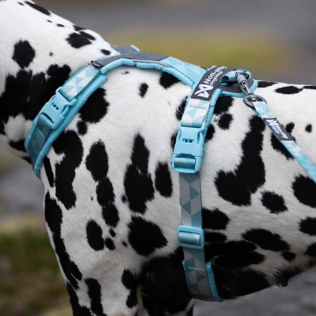 Cómo medir a tu perro para elegir la talla de arnés correcta