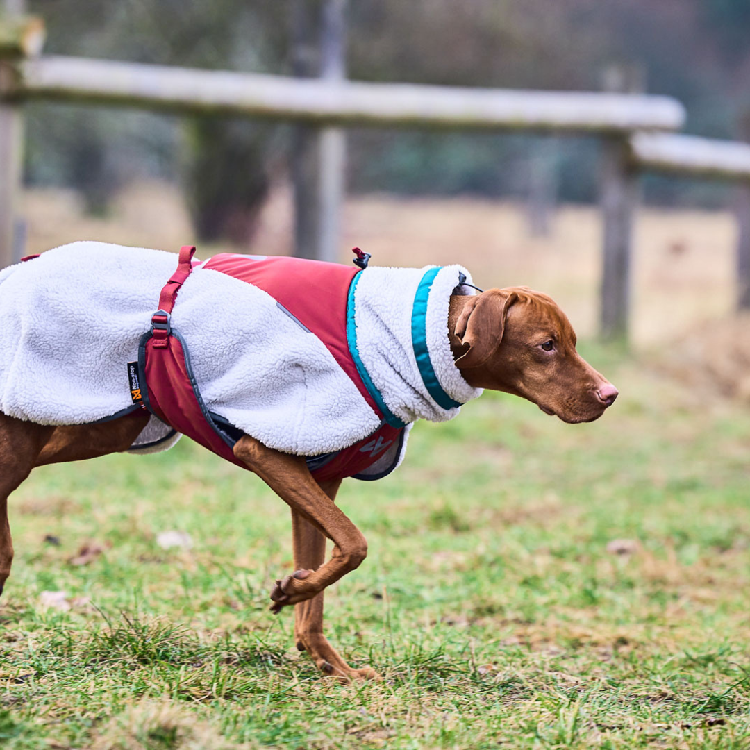 Sistema de capas para perros: shell, mid-layer e insulado explicado
