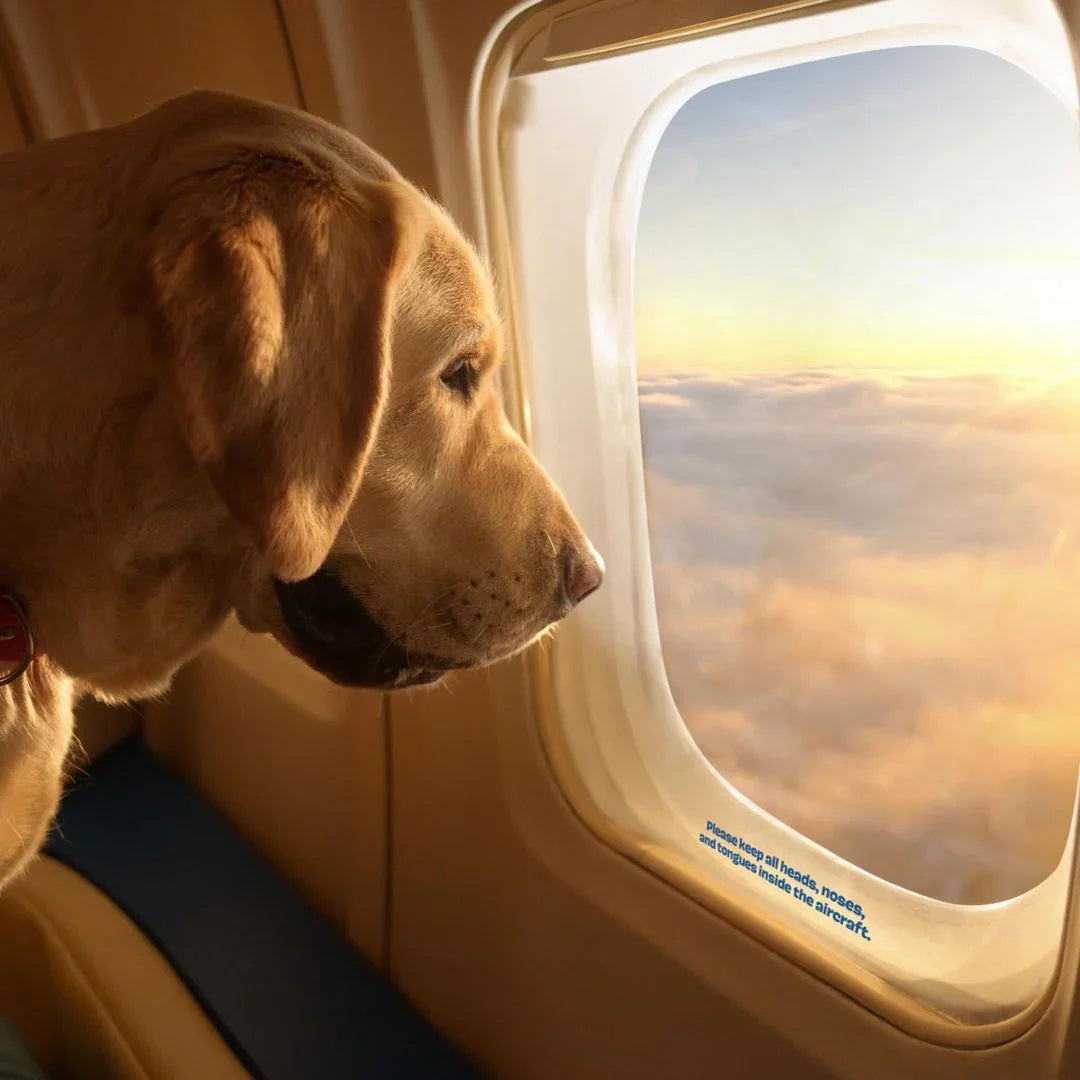 ✈️ ¡Italia ya deja volar perros grandes en cabina! ¿Será España la siguiente?