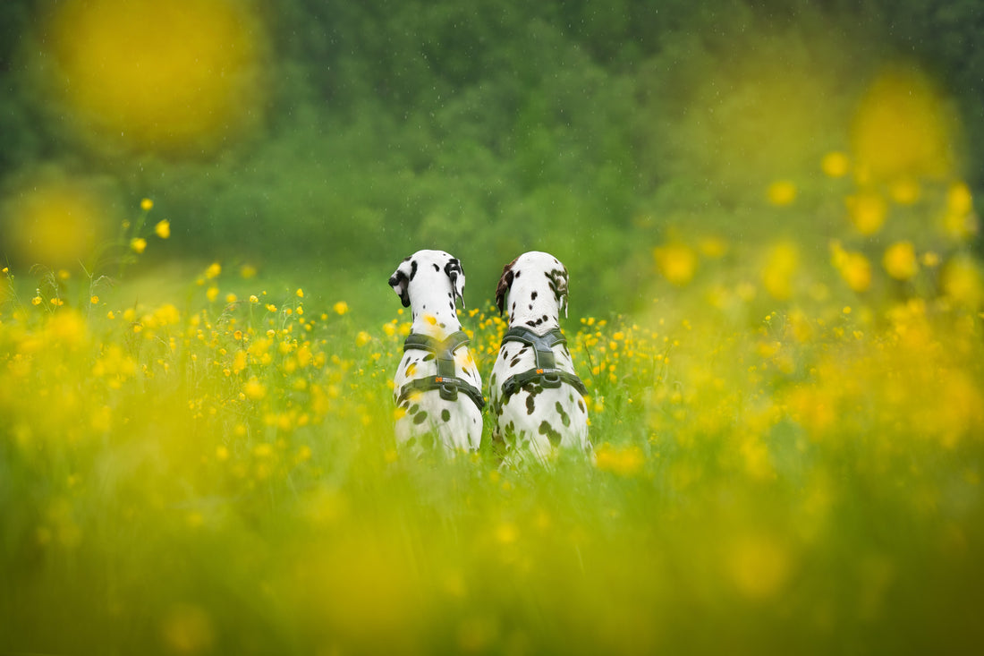 Guía de arneses para perros activos y de trabajo | Comparativa y consejos