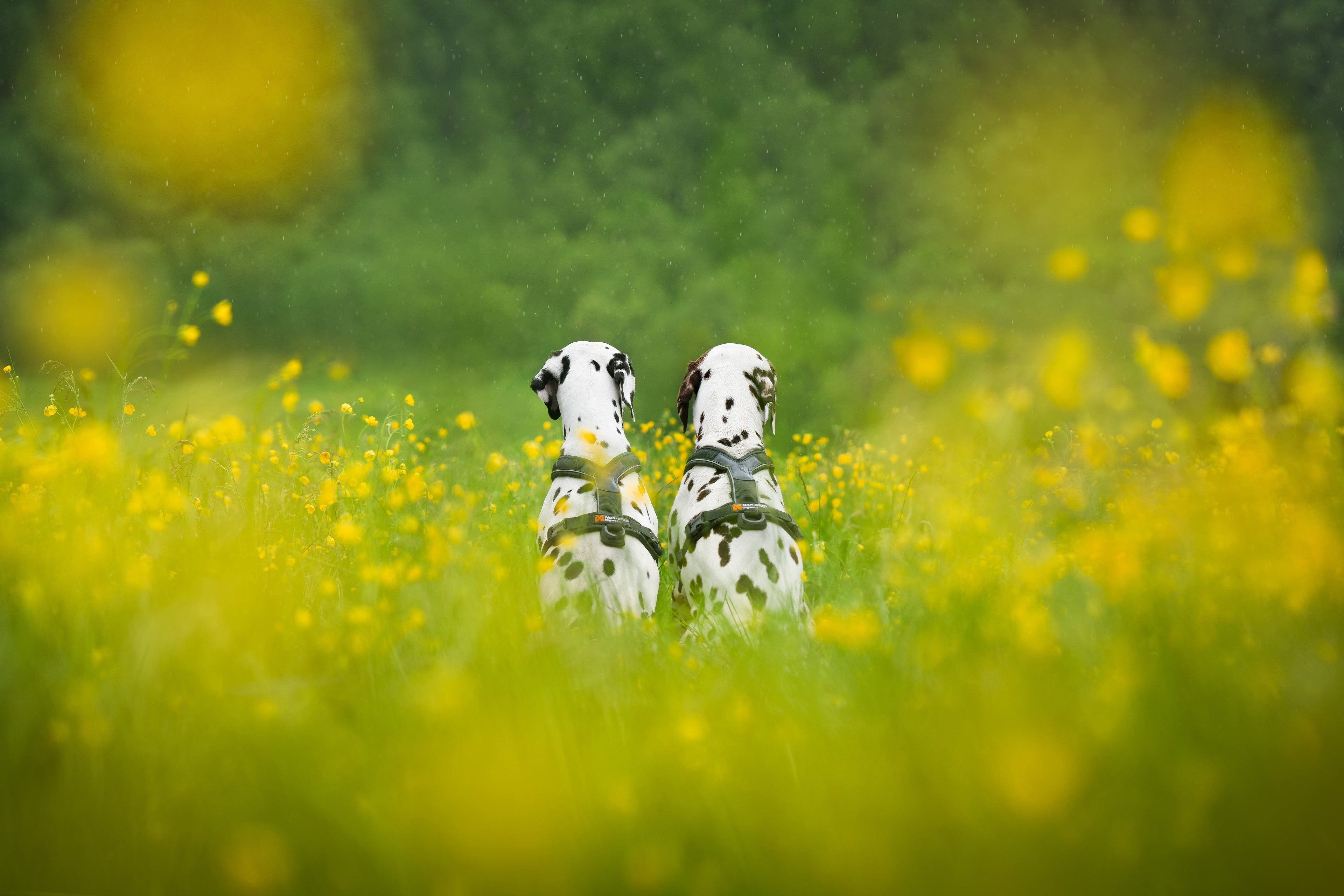 Guía de arneses para perros activos y de trabajo | Comparativa y consejos