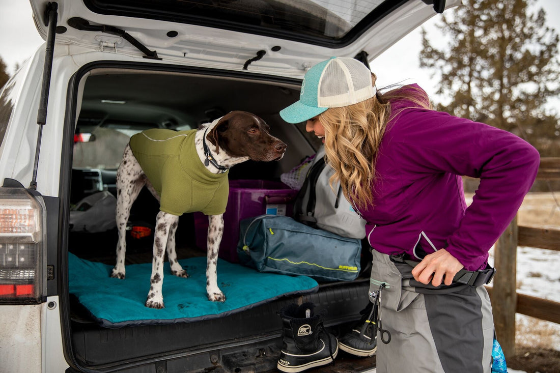 Cómo viajar en coche con tu perro: 8 consejos prácticos para un road trip perfecto