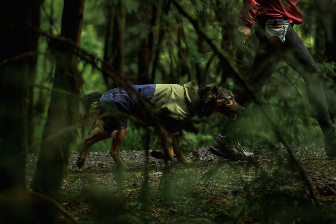 Sistema de capas para perros activos: cómo vestir a tu perro según el clima