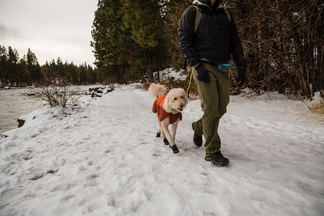 ¿Está nevando? Cómo proteger las patas de tu perro del frío, la nieve y la sal