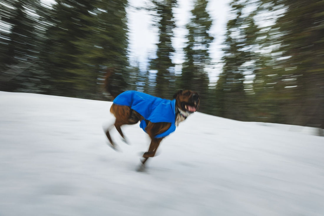 Aventuras con tu perro en invierno: guía de seguridad y accesorios esenciales