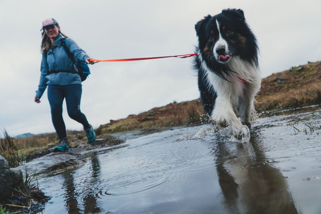 Guía definitiva: Qué llevar para hacer el Camino de Santiago con perro