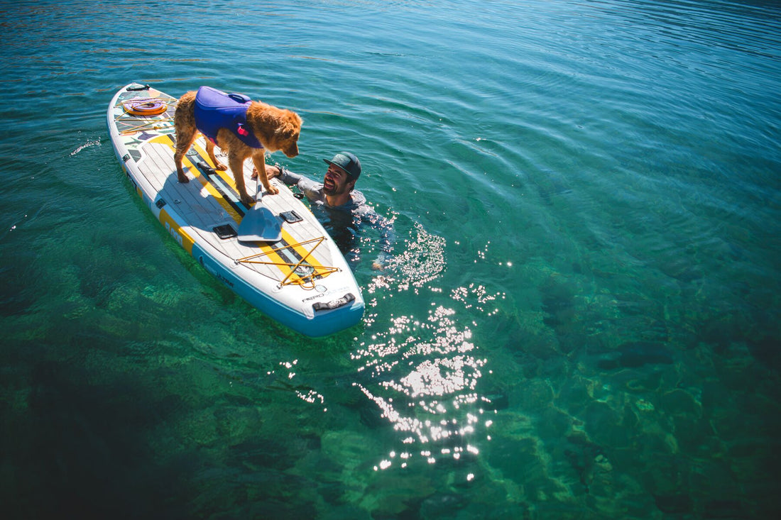 5 cosas que tu perro quiere hacer contigo este verano