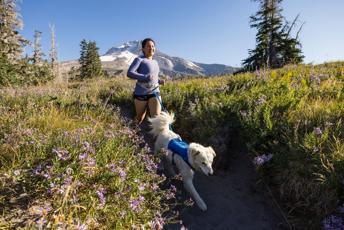 Cómo correr con tu perro: guía completa para principiantes y aventureros