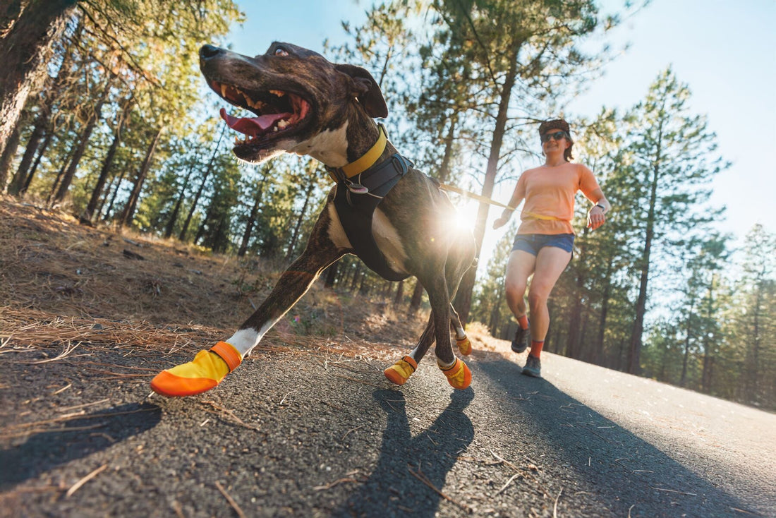 Correr con tu perro en verano: consejos para no sufrir el calor