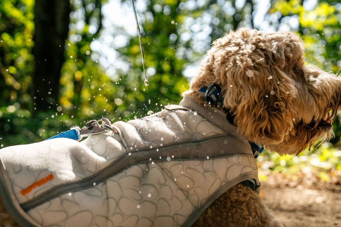 Combate el calor: cómo ayudar a tu perro a mantenerse fresco en verano