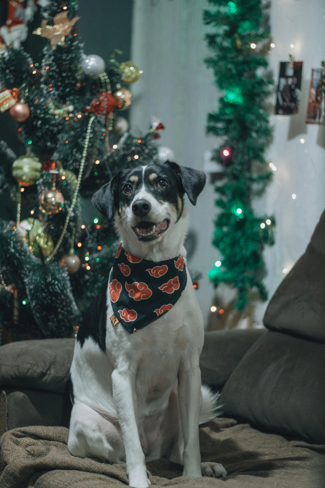 ¿Qué regalar a alguien que tiene un perro esta Navidad? Ideas originales y útiles para acertar en 2025