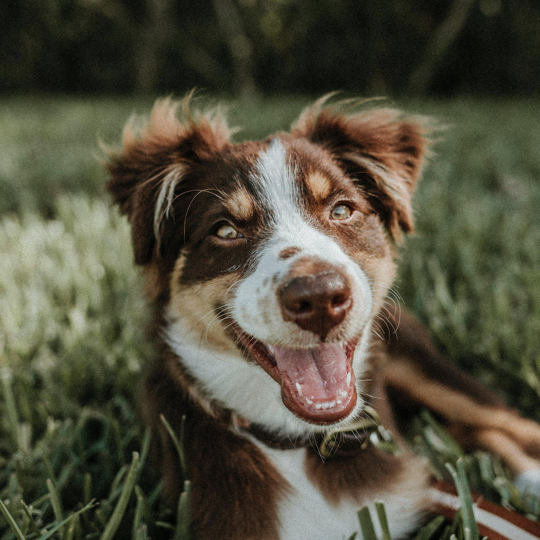 Snacks naturales para perros: el mimo saludable que tu peludo se merece