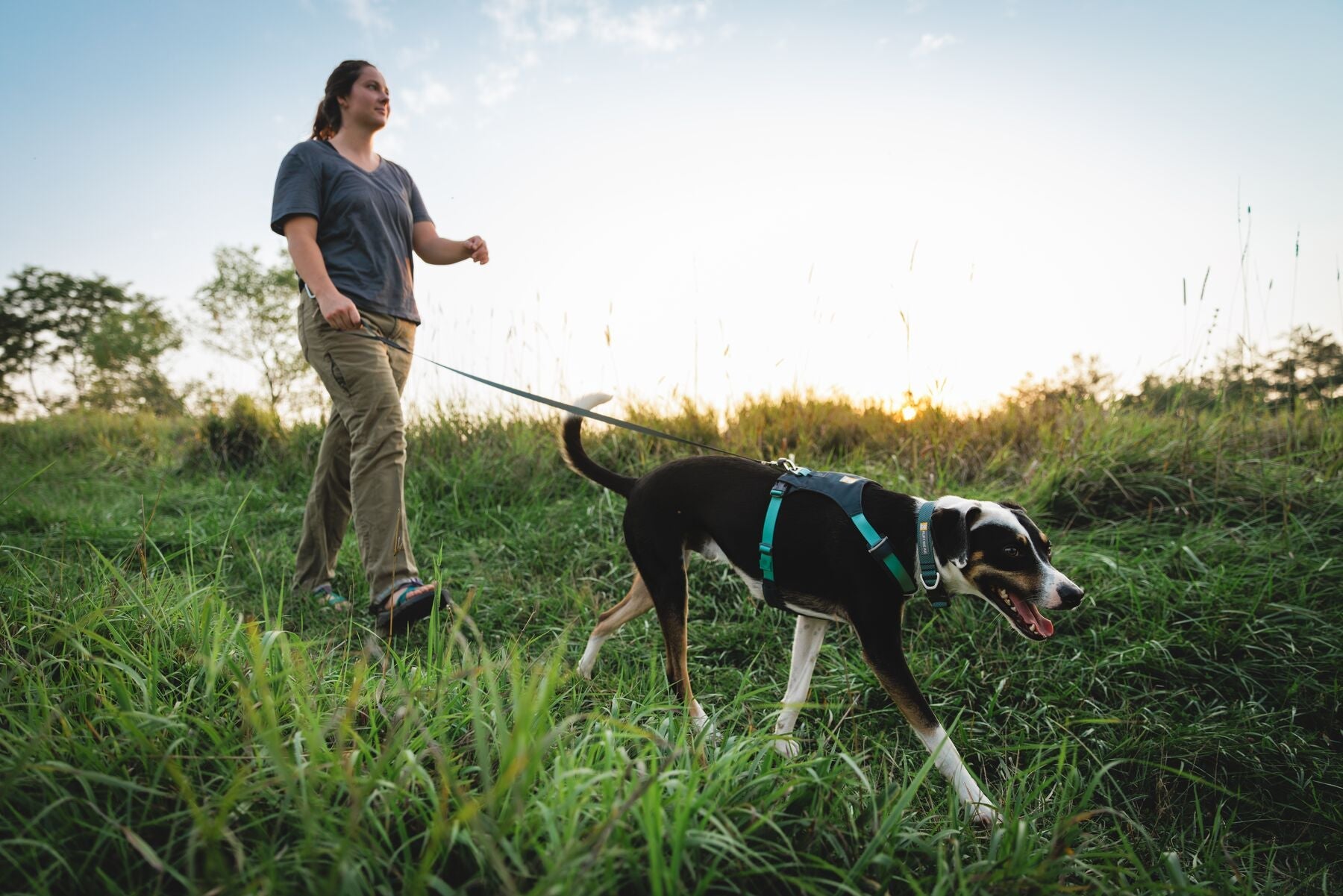 Accesorios para Paseo Controlado con Perros – Podenco Active