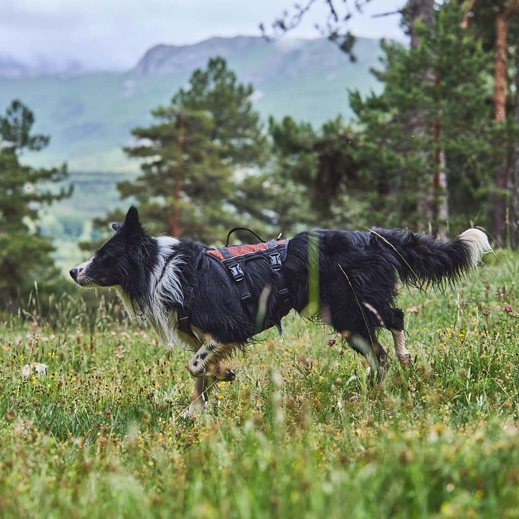 Non-Stop Dogwear Rock Harness Long
