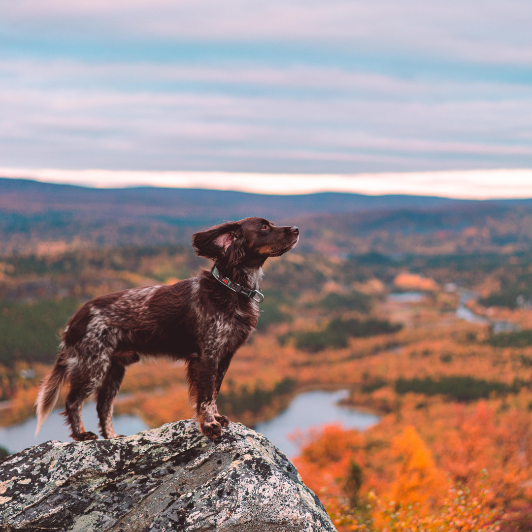Non-Stop Dogwear Roam Collar