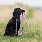 Non-Stop Dogwear Trail Quest Collar Rachel Pohl Edition