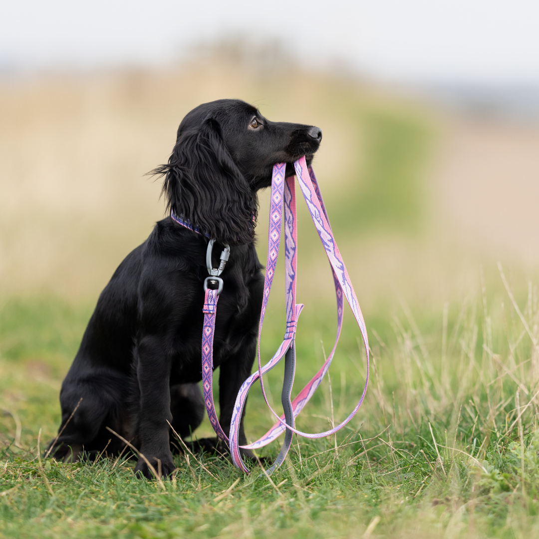 Non-Stop Dogwear Trail Quest Collar Rachel Pohl Edition