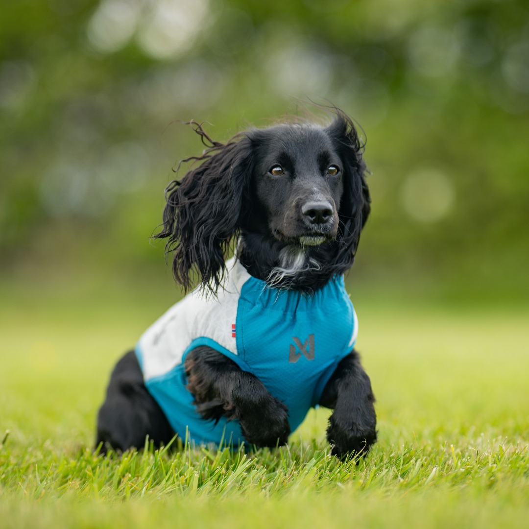 Non-Stop Dogwear Cooling Pull-on Vest