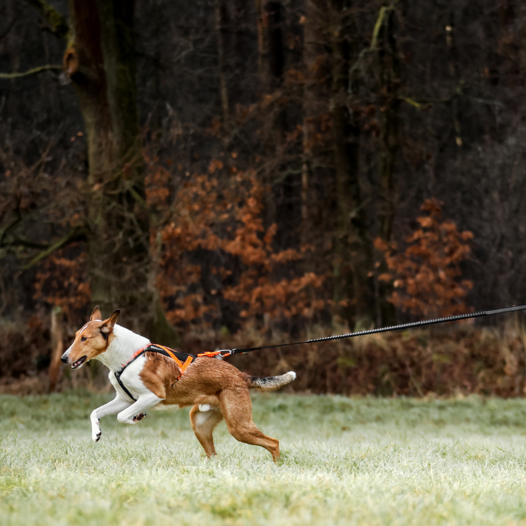 Non-Stop Dogwear Rush Harness