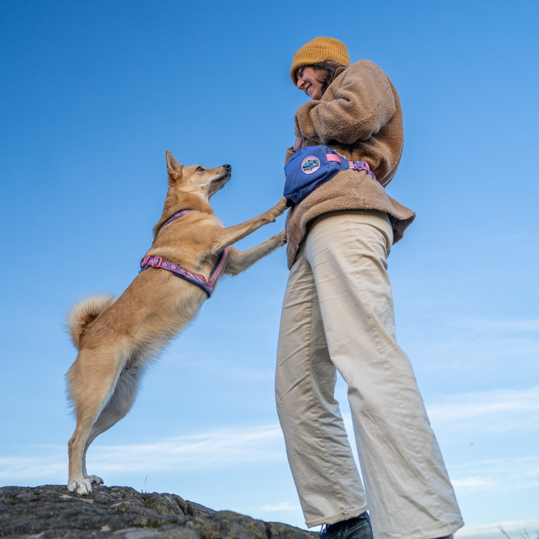 Non-stop Dogwear Trail Quest Fanny Pack