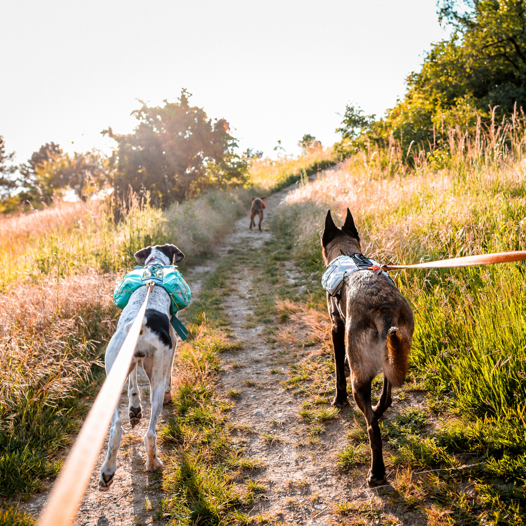 Non-stop Dogwear Trail Light Dog Backpack