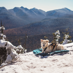 Non-Stop Dogwear Trekking Dog Bed