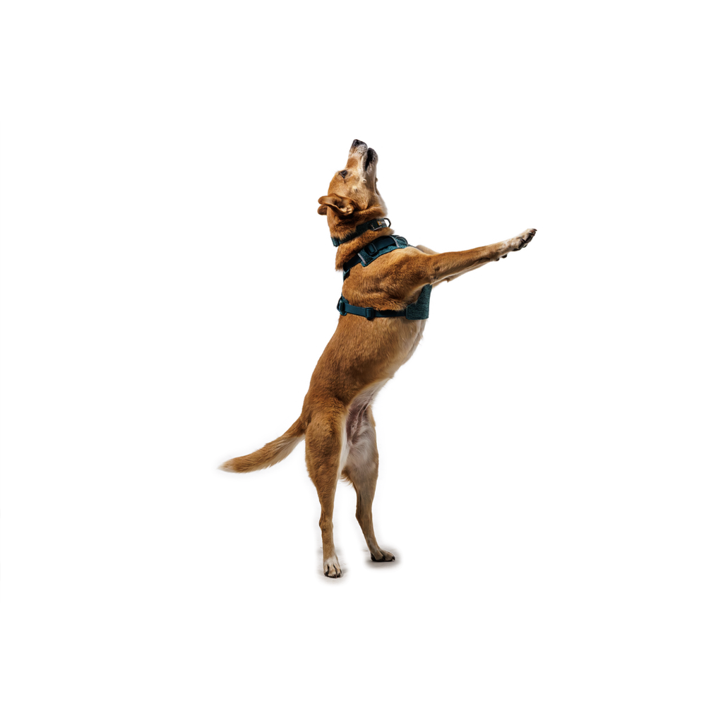 Ruffwear Front Range Flex Harness