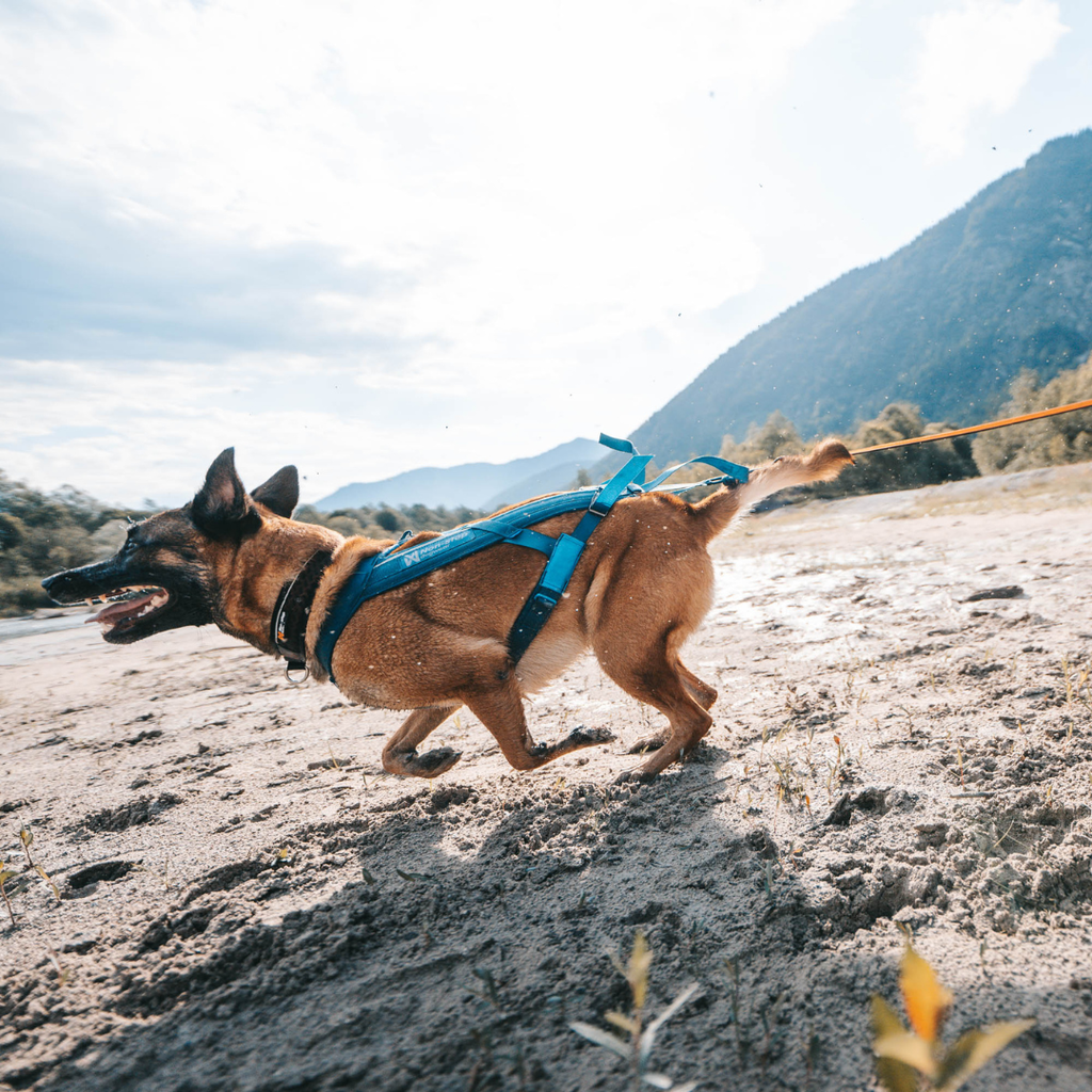 Non-Stop Dogwear Freemotion Harness 5.0