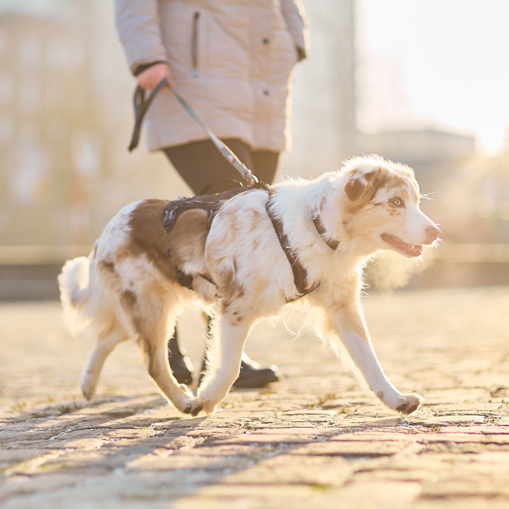 Non-Stop Dogwear Rock Harness Long