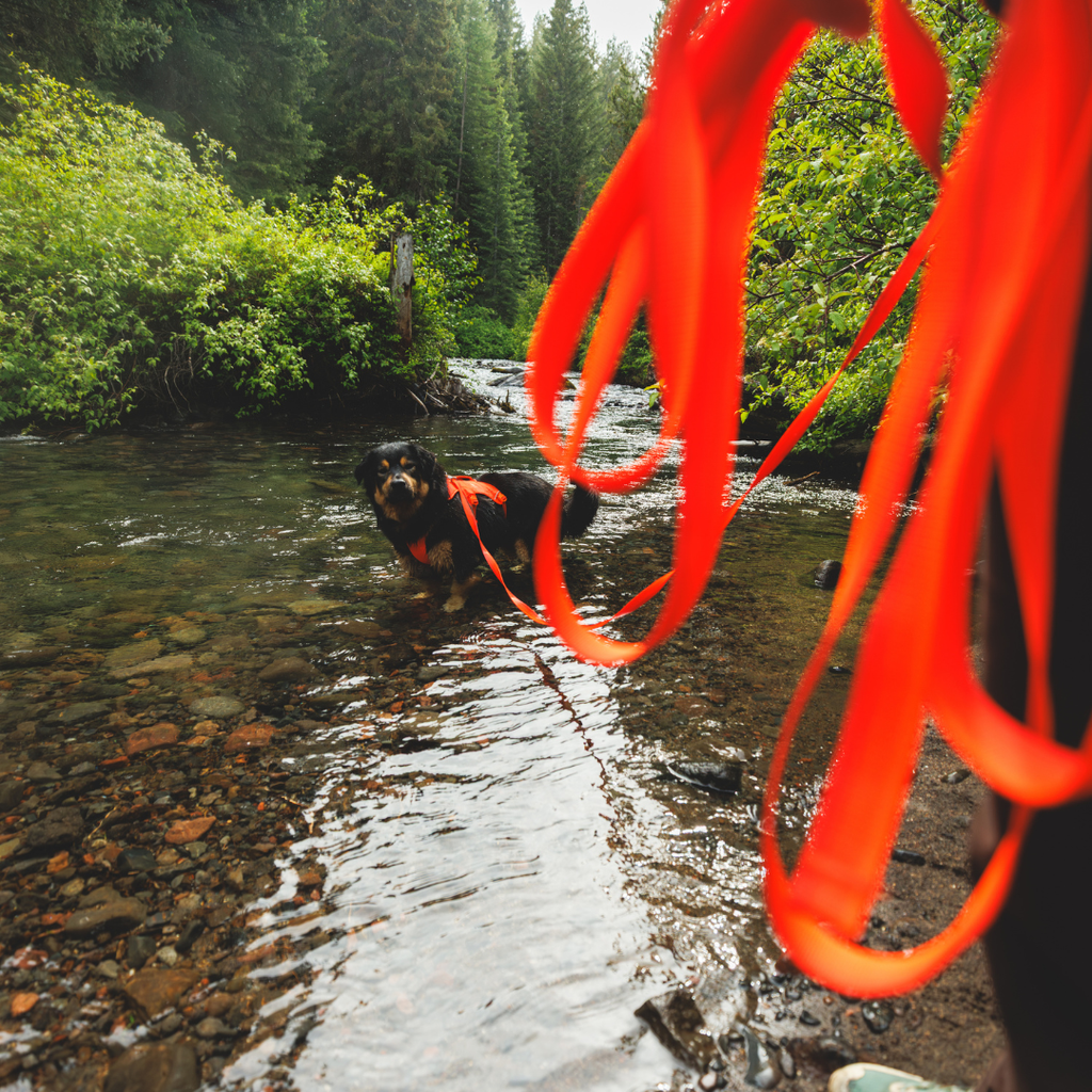 Ruffwear Rogue Long Line