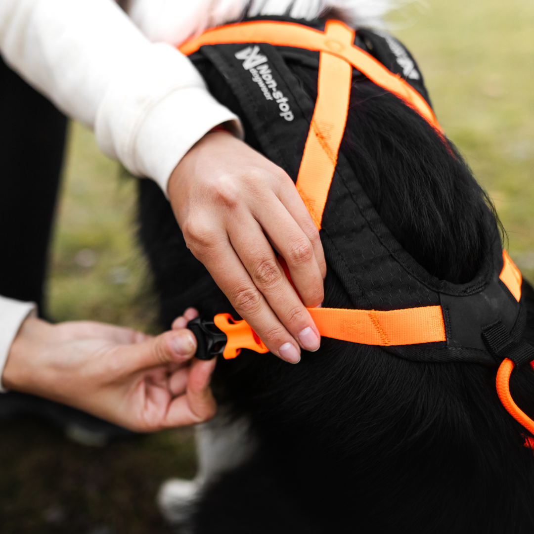 Non-Stop Dogwear Rush Harness