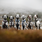 Non-Stop Dogwear Line Harness 5.0