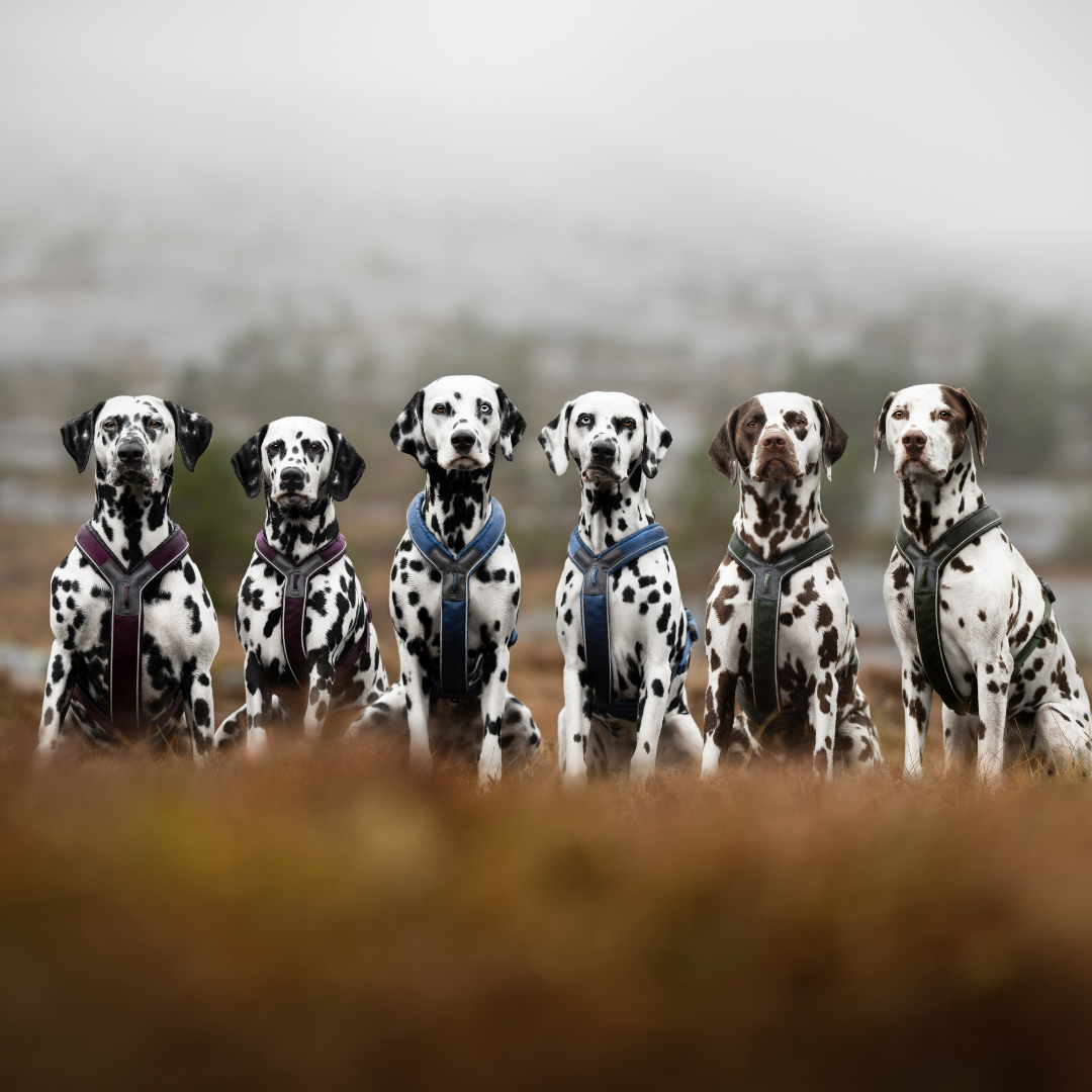 Non-Stop Dogwear Line Harness 5.0