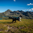 Non-Stop Dogwear Freemotion Harness 5.0