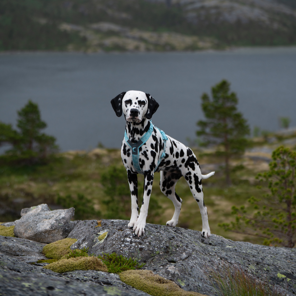 Non-Stop Dogwear Trekking Line Harness CLIP'N