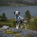 Non-Stop Dogwear Trekking Line Harness CLIP'N