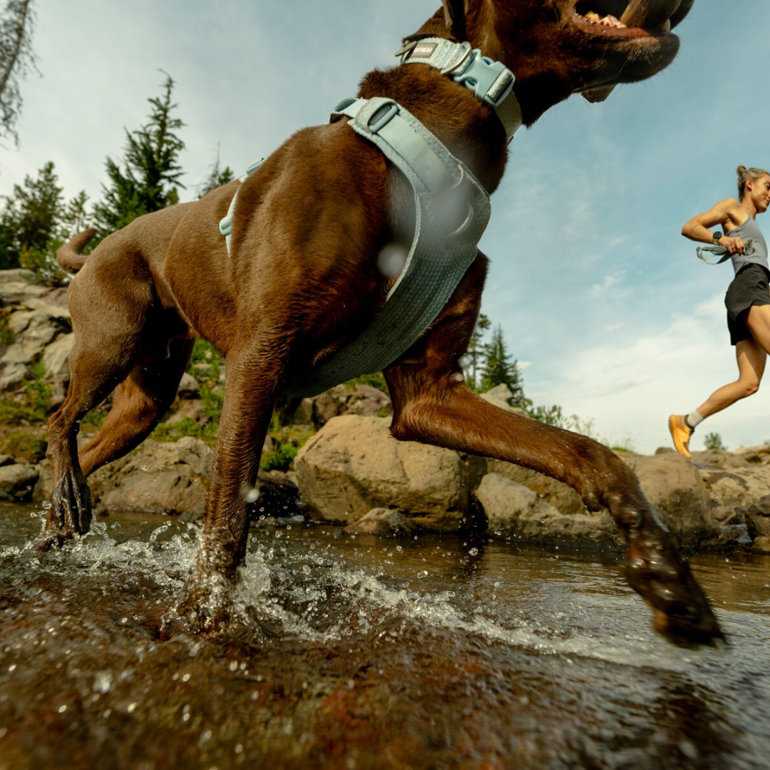 Ruffwear Collar Front Range Flex