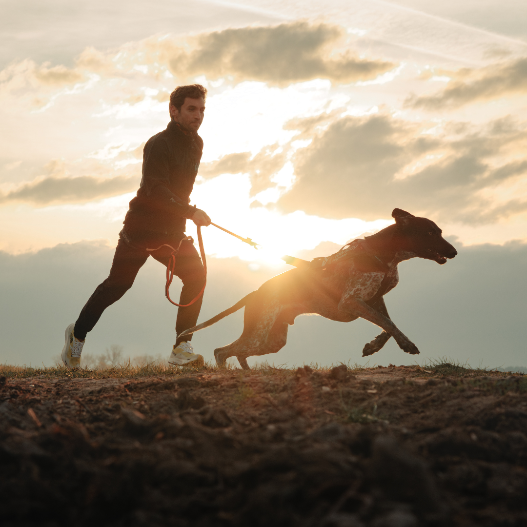Non-Stop Dogwear Freemotion Harness Pro