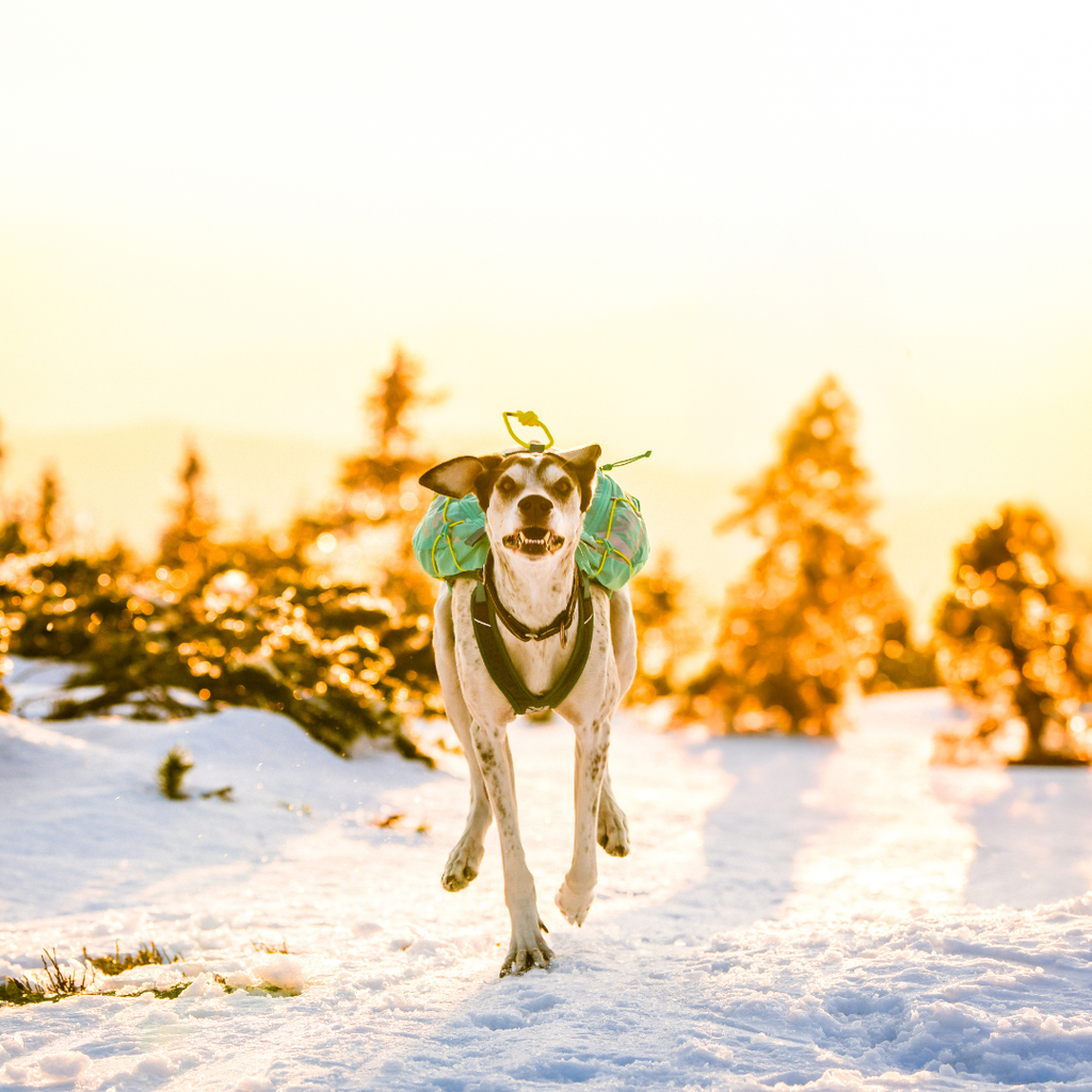 Non-stop Dogwear Trail Light Dog Backpack