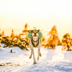 Non-stop Dogwear Trail Light Dog Backpack