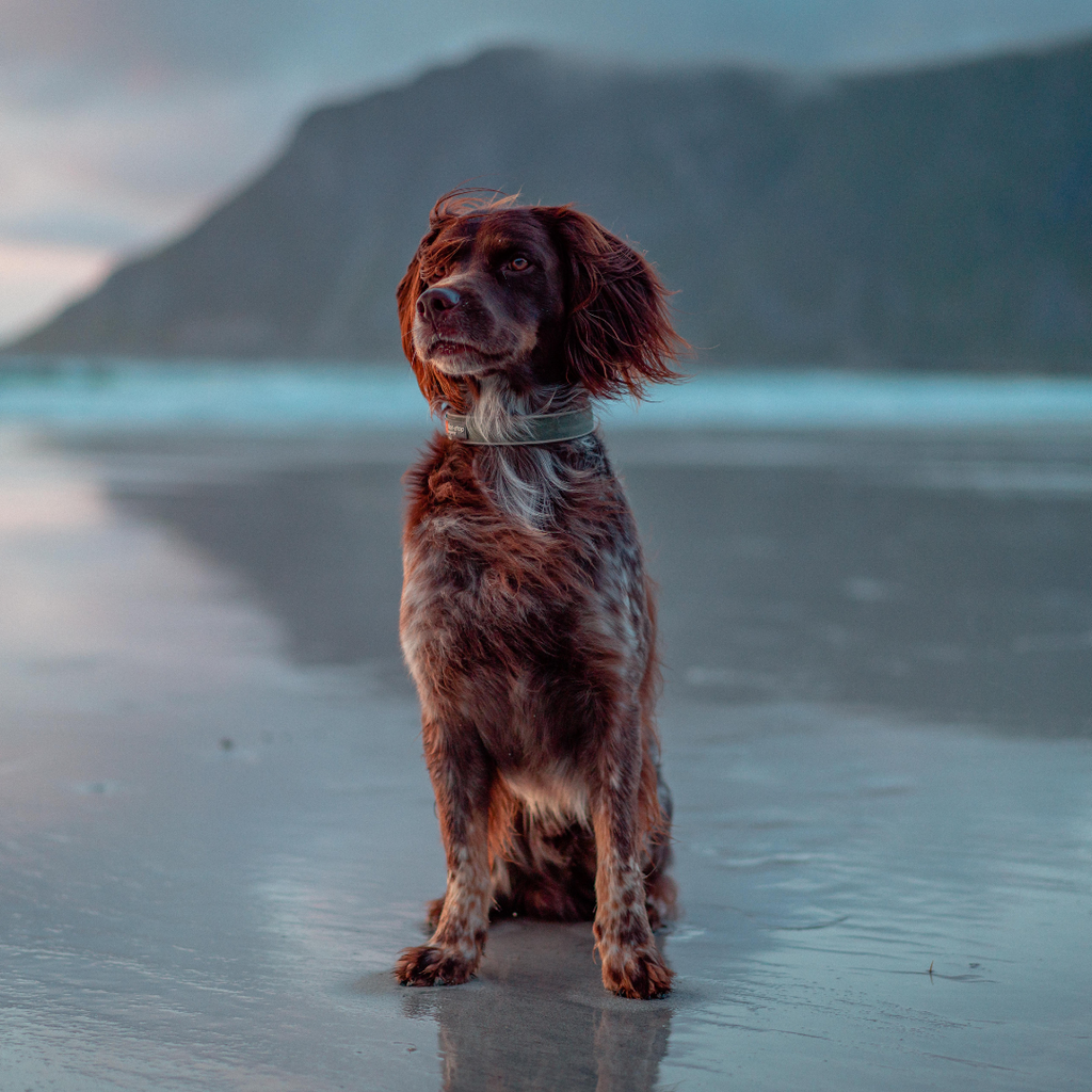 Non-Stop Dogwear Roam Collar