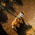 Ruffwear Correa Front Range Flex