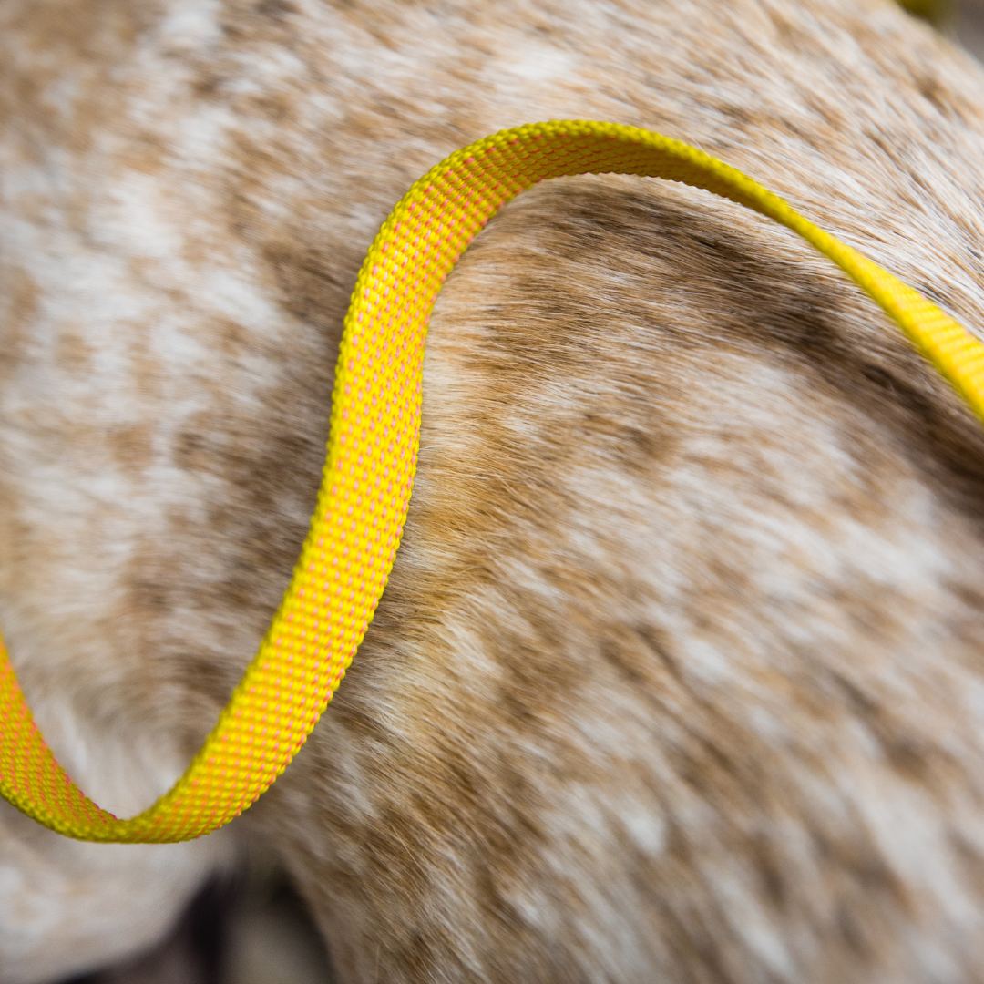 Correa Ruffwear Hi & Light™