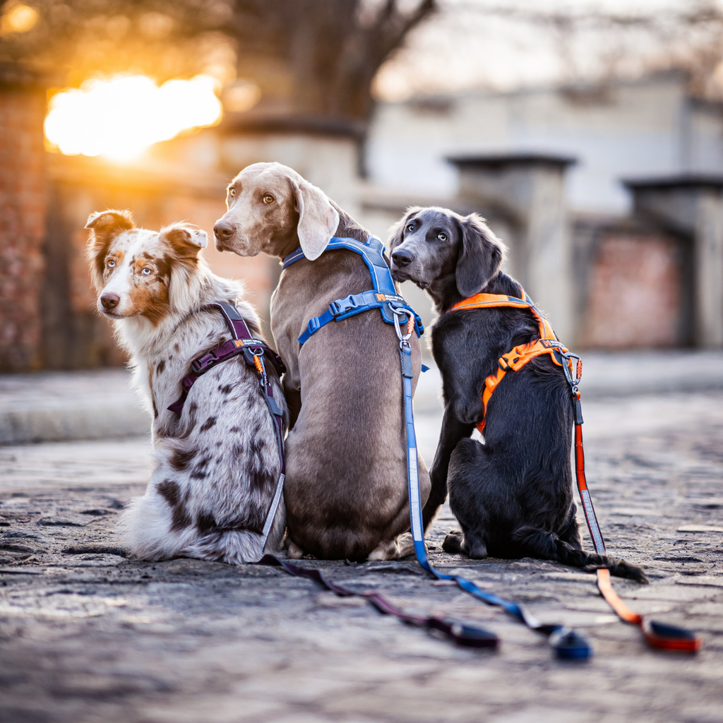 Non-Stop Dogwear Move Leash