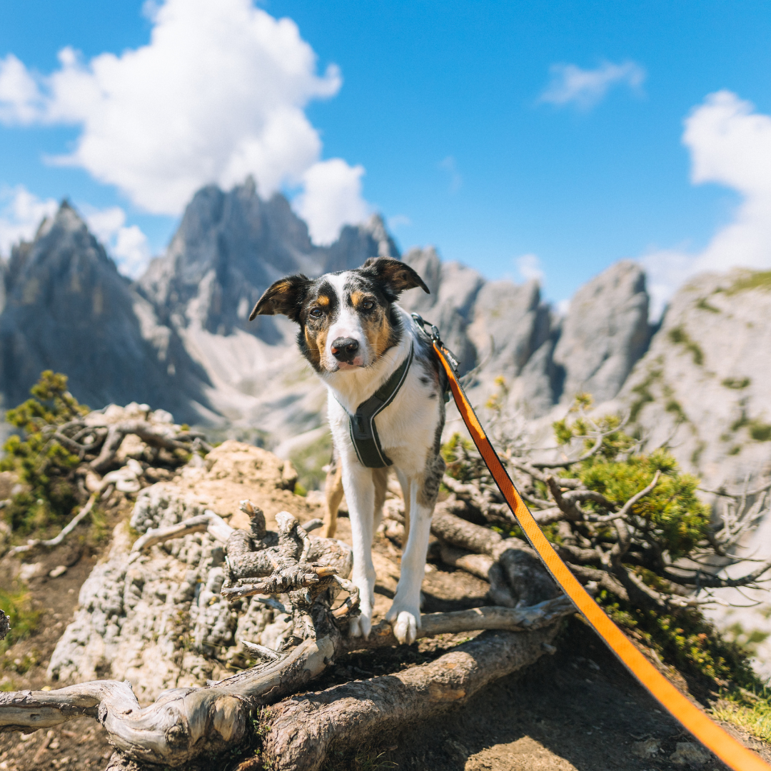 Non-stop Dogwear Bungee leash