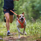 Non-Stop Dogwear Freemotion Harness 5.0