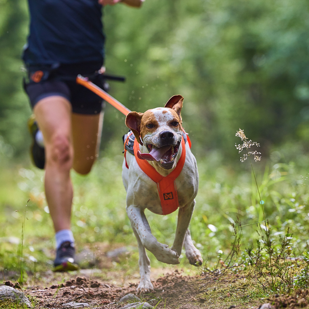 Non-Stop Dogwear Freemotion Harness 5.0