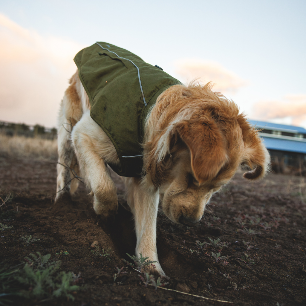 Ruffwear Overcoat Fuse