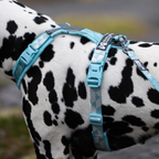 Non-Stop Dogwear Trail Quest Leash