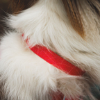 Ruffwear Collar Front Range Flex